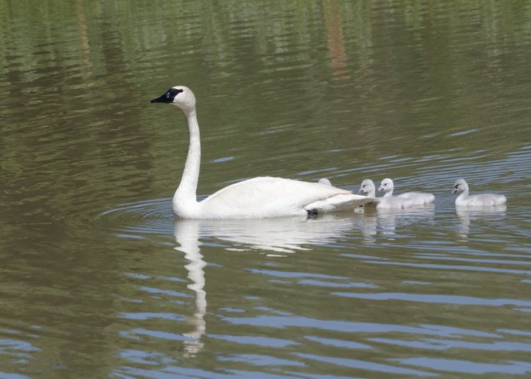Trumpeter Swan with cygnets