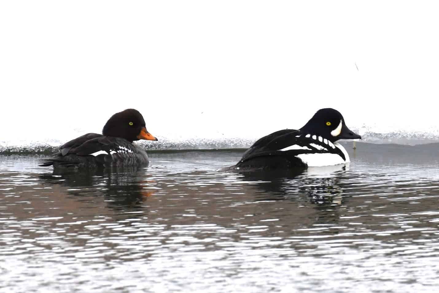 Figure 1: Female (L) and male (R ) Barrow’s Goldeneye
