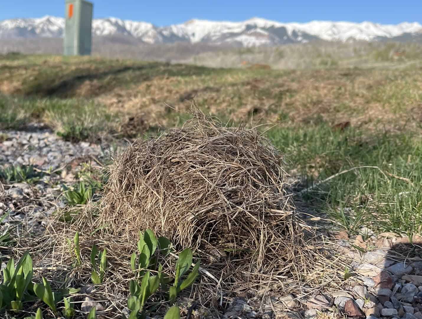 Figure 2: Probable vole nest exposed after snowmelt. Wyoming Mountains in the background.