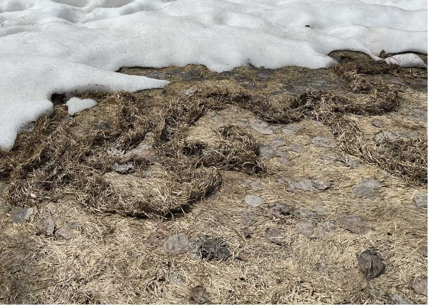 Figure 3: grass-lined tunnels created by mice or voles exposed by melting snow.