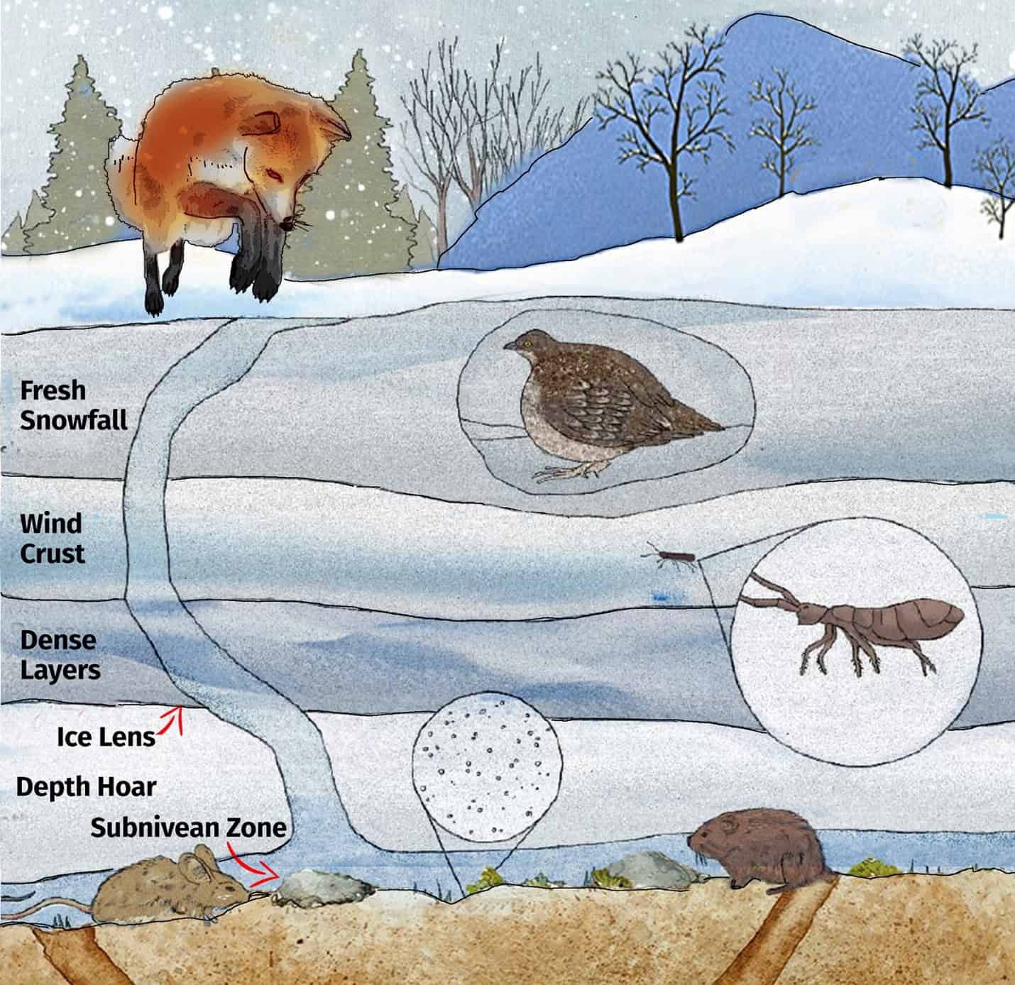 Figure 4: The subnivean zone http://archive.audubonmagazine.org/truenature/images/ice_Castle-marcocibola-lg.jpg