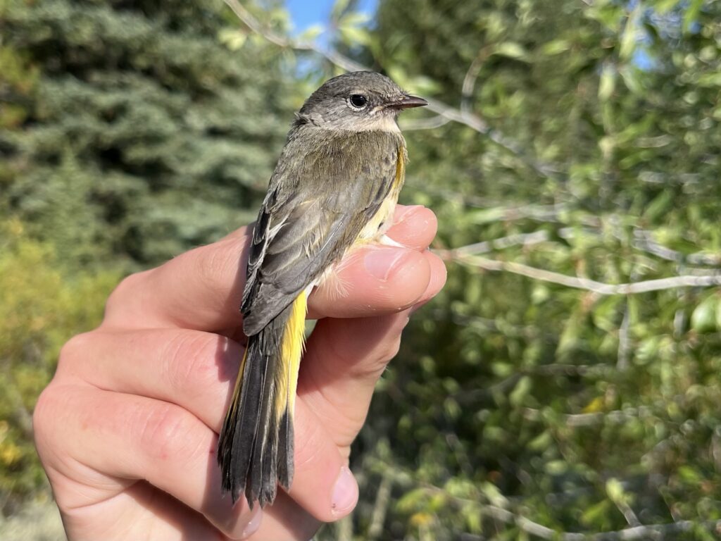 American Redstart- This juvenile was the first of its species documented in the Hoback Basin